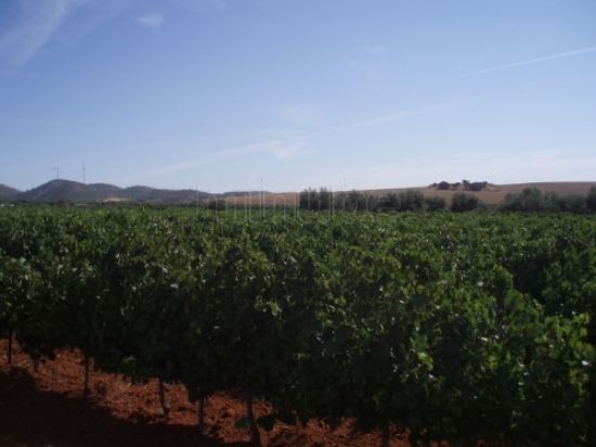 Winery in Ribera de Duero, Spain resmi